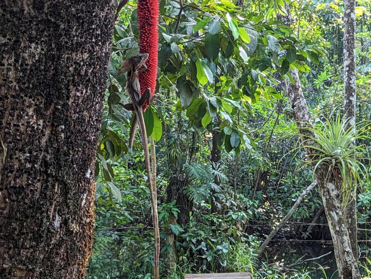Tortugal Boutique River Lodge Rio Dulce Town Εξωτερικό φωτογραφία