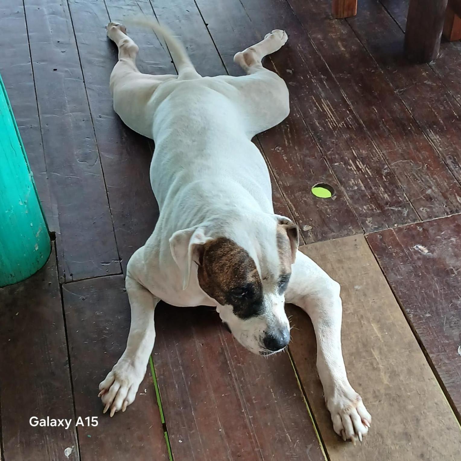 Tortugal Boutique River Lodge Rio Dulce Town Εξωτερικό φωτογραφία