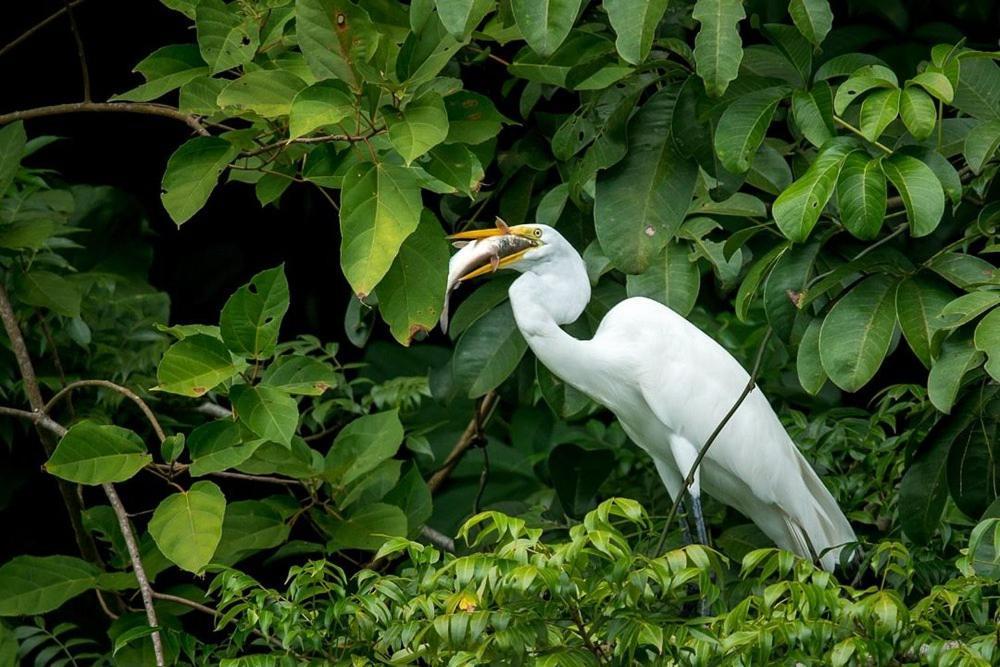 Tortugal Boutique River Lodge Rio Dulce Town Εξωτερικό φωτογραφία
